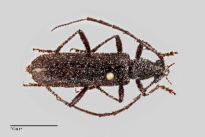  (Aneflus calvatus - UAIC1125733)  @11 [ ] by (2021) Wendy Moore University of Arizona Insect Collection