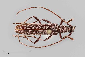  (Aneflus levettei - UAIC1125734)  @11 [ ] by (2021) Wendy Moore University of Arizona Insect Collection