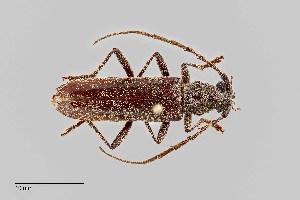  (Aneflus paracalvatus - UAIC1125736)  @11 [ ] by (2021) Wendy Moore University of Arizona Insect Collection