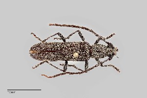  (Aneflus protensus - UAIC1125738)  @11 [ ] by (2021) Wendy Moore University of Arizona Insect Collection