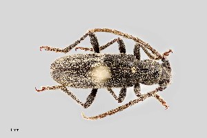  (Anelaphus albofasciatus - UAIC1125739)  @11 [ ] by (2021) Wendy Moore University of Arizona Insect Collection