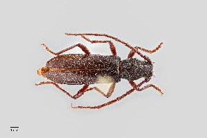  (Anelaphus magnipunctatus - UAIC1125741)  @11 [ ] by (2021) Wendy Moore University of Arizona Insect Collection