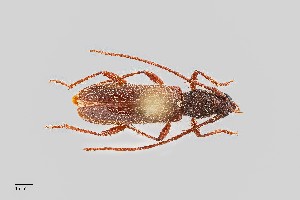  (Anopliomorpha rinconium - UAIC1125748)  @11 [ ] by (2021) Wendy Moore University of Arizona Insect Collection