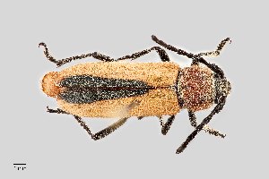  (Crossidius suturalis - UAIC1125759)  @11 [ ] by (2021) Wendy Moore University of Arizona Insect Collection