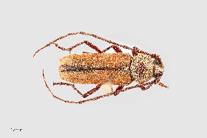  (Crossidius suturalis intermedius - UAIC1125760)  @11 [ ] by (2021) Wendy Moore University of Arizona Insect Collection