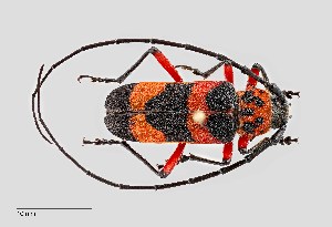  (Megapurpuricenus magnificus - UAIC1125761)  @11 [ ] by (2021) Wendy Moore University of Arizona Insect Collection