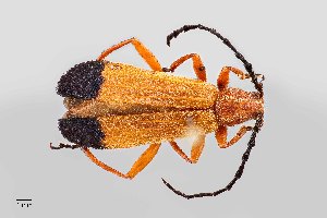  (Elytroleptus apicalis - UAIC1125762)  @11 [ ] by (2021) Wendy Moore University of Arizona Insect Collection