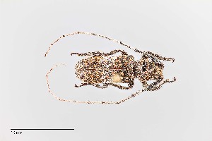  (Oncideres rhodosticta - UAIC1125780)  @11 [ ] by (2021) Wendy Moore University of Arizona Insect Collection