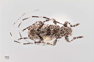  ( - UAIC1125782)  @11 [ ] by (2021) Wendy Moore University of Arizona Insect Collection