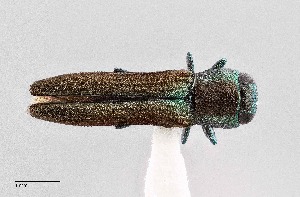  (Agrilaxia arizonae - UAIC1125826)  @11 [ ] by (2021) Wendy Moore University of Arizona Insect Collection