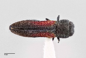  (Agrilaxia hespenheidei - UAIC1125827)  @11 [ ] by (2021) Wendy Moore University of Arizona Insect Collection