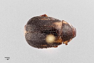  (Anomala nimbosa - UAIC1125881)  @11 [ ] by (2021) Wendy Moore University of Arizona Insect Collection