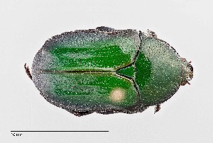  (Euphoria monticola - UAIC1125893)  @11 [ ] by (2021) Wendy Moore University of Arizona Insect Collection