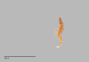  (Ripiphorus vierecki - UAIC1127000)  @11 [ ] by (2022) Wendy Moore The University of Arizona