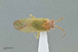  ( - UAIC1135504)  @11 [ ] by (2021) Wendy Moore University of Arizona Insect Collection