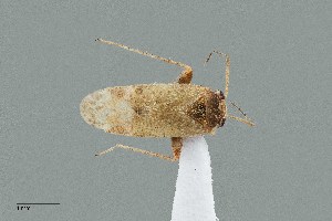  (Megalopsallus marmoratus - UAIC1135505)  @11 [ ] by (2021) Wendy Moore University of Arizona Insect Collection