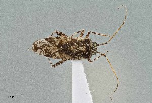  ( - UAIC1135528)  @11 [ ] by (2021) Wendy Moore University of Arizona Insect Collection