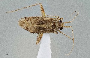  ( - UAIC1135531)  @11 [ ] by (2021) Wendy Moore University of Arizona Insect Collection