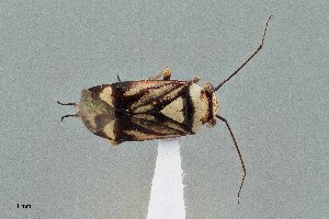  (Bolteria amicta - UAIC1135549)  @11 [ ] by (2021) Wendy Moore University of Arizona Insect Collection