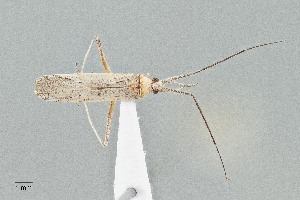  ( - UAIC1135555)  @11 [ ] by (2021) Wendy Moore University of Arizona Insect Collection