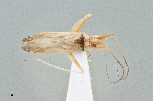  (Gracilimiris wheeleri - UAIC1135556)  @11 [ ] by (2021) Wendy Moore University of Arizona Insect Collection