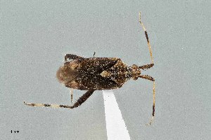  ( - UAIC1135563)  @11 [ ] by (2021) Wendy Moore University of Arizona Insect Collection