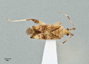  (Neurocolpus montanus - UAIC1135564)  @11 [ ] by (2021) Wendy Moore University of Arizona Insect Collection