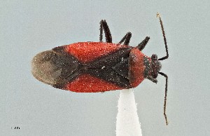  (Oncerometopus atriscutis - UAIC1135572)  @11 [ ] by (2021) Wendy Moore University of Arizona Insect Collection