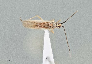  ( - UAIC1135576)  @11 [ ] by (2021) Wendy Moore University of Arizona Insect Collection