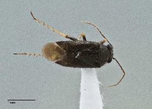  ( - UAIC1135577)  @11 [ ] by (2021) Wendy Moore University of Arizona Insect Collection