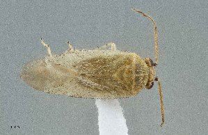  (Megalopsallus brendae - UAIC1135585)  @11 [ ] by (2021) Wendy Moore University of Arizona Insect Collection