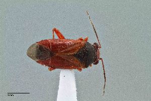  (Megalopsallus ephedrae - UAIC1135586)  @11 [ ] by (2021) Wendy Moore University of Arizona Insect Collection