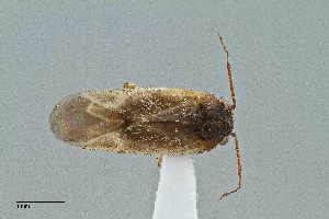  (Megalopsallus humeralis - UAIC1135587)  @11 [ ] by (2021) Wendy Moore University of Arizona Insect Collection