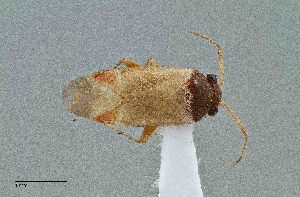  (Megalopsallus nicholi - UAIC1135588)  @11 [ ] by (2021) Wendy Moore University of Arizona Insect Collection