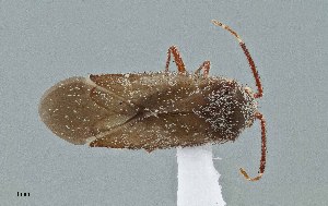  (Megalopsallus teretis - UAIC1135589)  @11 [ ] by (2021) Wendy Moore University of Arizona Insect Collection