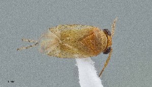  (Rhinacloa callicrates - UAIC1135590)  @11 [ ] by (2021) Wendy Moore University of Arizona Insect Collection