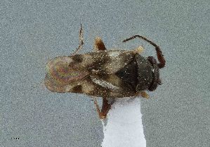  ( - UAIC1135592)  @11 [ ] by (2021) Wendy Moore University of Arizona Insect Collection
