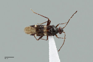  (Cyrtopeltocoris arizonae - UAIC1135596)  @11 [ ] by (2021) Wendy Moore University of Arizona Insect Collection