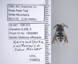  ( - UAIC1138678)  @11 [ ] by (2021) Wendy Moore University of Arizona Insect Collection