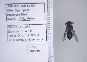 ( - UAIC1138682)  @11 [ ] by (2021) Wendy Moore University of Arizona Insect Collection