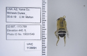  (Martinapis occidentalis - UAIC1138691)  @11 [ ] by (2021) Wendy Moore University of Arizona Insect Collection