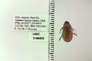  ( - UAIC1148403)  @11 [ ] by (2022) Joseph Montoya University of Arizona, Insect Collection