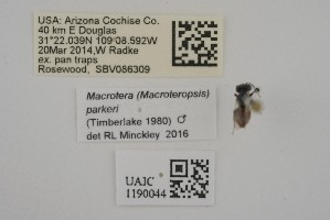  ( - UAIC1190044)  @11 [ ] CC BY (2025) University of Arizona Insect Collection University of Arizona Insect Collection