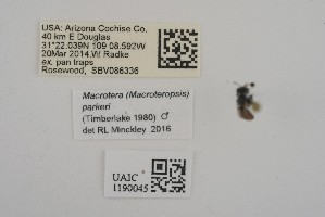  ( - UAIC1190045)  @11 [ ] CC BY (2025) University of Arizona Insect Collection University of Arizona Insect Collection