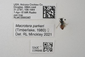  ( - UAIC1190046)  @11 [ ] CC BY (2025) University of Arizona Insect Collection University of Arizona Insect Collection