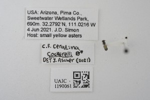  ( - UAIC1190061)  @11 [ ] CC BY (2025) University of Arizona Insect Collection University of Arizona Insect Collection