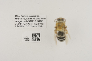  (Caupolicana ocellata - UAIC1191011)  @11 [ ] CC BY (2025) University of Arizona Insect Collection University of Arizona Insect Collection