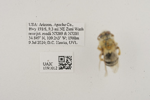  ( - UAIC1191012)  @11 [ ] CC BY (2025) University of Arizona Insect Collection University of Arizona Insect Collection