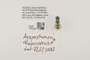  (Agapostemon mexicanus - UAIC1191023)  @11 [ ] CC BY (2025) University of Arizona Insect Collection University of Arizona Insect Collection