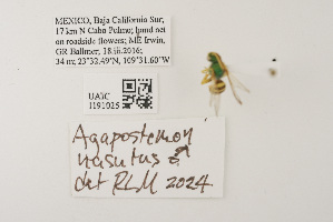  ( - UAIC1191025)  @11 [ ] CC BY (2025) University of Arizona Insect Collection University of Arizona Insect Collection